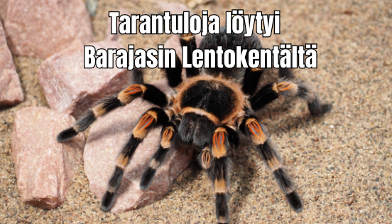 Espanjassa paljastui uhanalaisten tarantulojen salakuljetus