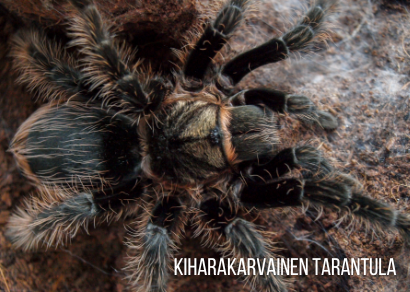 kiharakarvainen tarantula