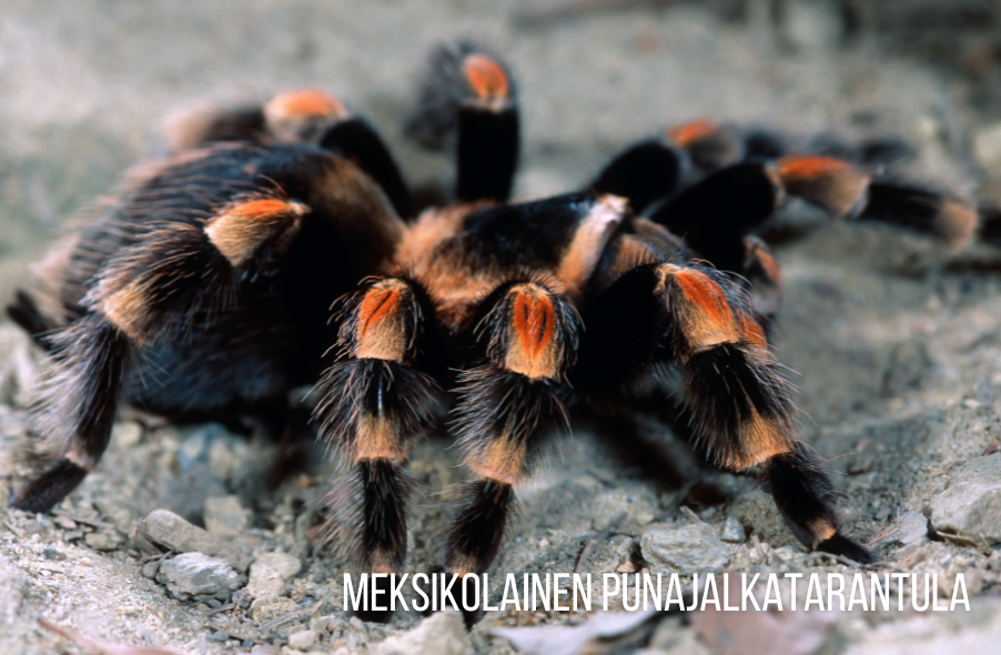 meksikolainen punajalkatarantula